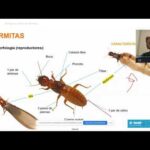 Diapositiva educativa que muestra la morfología y partes de las termitas con etiquetas y una videoconferencia en pantalla; ¡Control efectivo de termitas a través de la identificación y medidas preventivas!