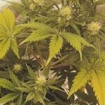 Descubre cómo detectar los signos de estrés en tus plantas
