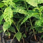Descubre cómo elegir el cultivo perfecto para tu zona