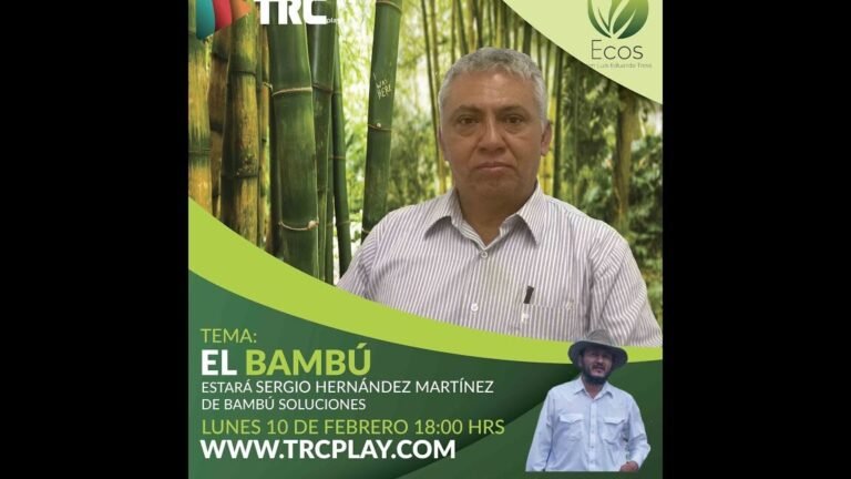 Descubre cómo plantar bambús para un jardín exótico y sostenible