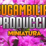 Ramo de bugambilia rosa con flores vibrantes y texto sobre reproducción en miniatura; ¡Descubre cómo plantar cactus de llorón en casa!