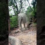 Sendero boscoso con raíces expuestas y árboles frondosos, ideal para inspiración natural y Descubre cómo plantar Cerezos de Jerusalén ¡Una guía completa!