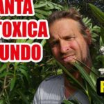 ¡Descubre cómo plantar cunas de Moisés y crea un paraíso en tu jardín!