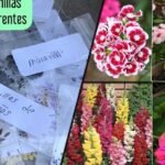 ¡Descubre cómo plantar dimorfotecas y llenar tu jardín de color!