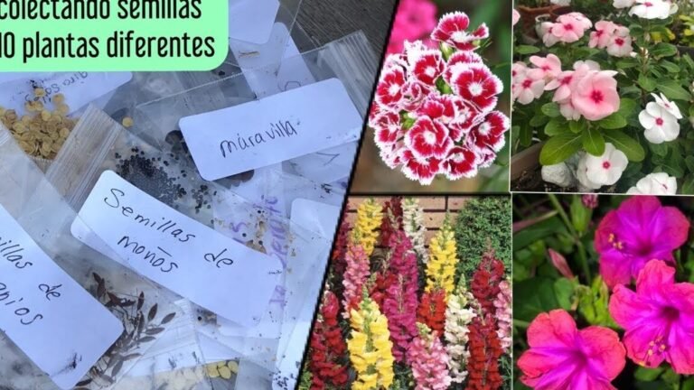 ¡Descubre cómo plantar dimorfotecas y llenar tu jardín de color!
