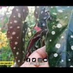 Descubre cómo plantar hermosas begonias maculatas en tu jardín