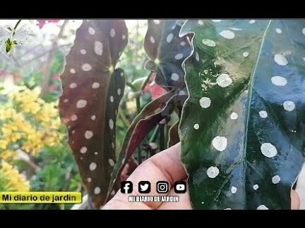 Descubre cómo plantar hermosas begonias maculatas en tu jardín