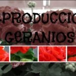 ¡Descubre cómo plantar hiedras y embellecer tu hogar con facilidad!