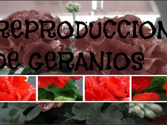 ¡Descubre cómo plantar hiedras y embellecer tu hogar con facilidad!