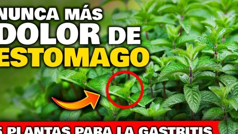 ¡Descubre cómo plantar hierbas Luisa y disfruta de sus beneficios!