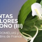 ¡Descubre cómo plantar phloxes y llenar tu jardín de belleza!