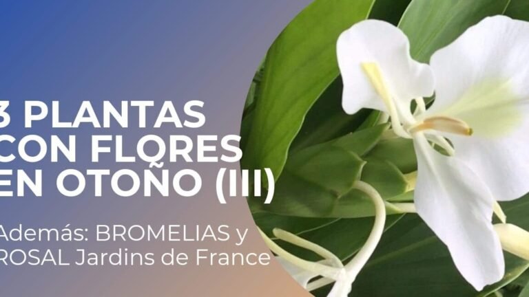 ¡Descubre cómo plantar phloxes y llenar tu jardín de belleza!