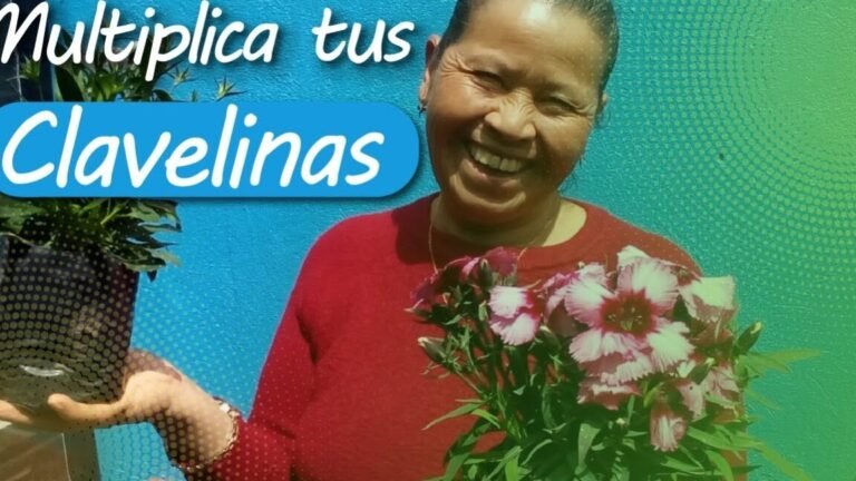Descubre cómo plantar violetas africanas en casa: ¡Guía completa!