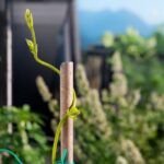 Descubre cuáles son los mejores tutores para tus plantas trepadoras