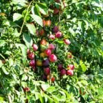Descubre el árbol frutal perfecto para tu jardín en 5 simples pasos