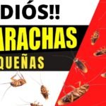 descubre el mejor insecticida para cucarachas y acaba con la plaga de forma efectiva