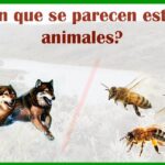 Tres lobos corriendo a la izquierda y tres abejas a la derecha; Descubre el papel vital de las cucarachas en la naturaleza y por qué son tan importantes