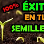 Descubre el secreto para plantar aguacates de forma exitosa con un brote verde emergiendo de tierra oscura en un semillero.