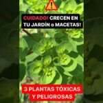 descubre las 10 plantas mortales que podrian estar en tu jardin y no lo sabias