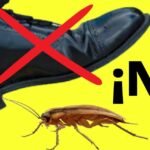 descubre las enfermedades que las cucarachas pueden transmitir y como protegerte