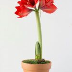 Descubre las flores perfectas para tu huerto en casa