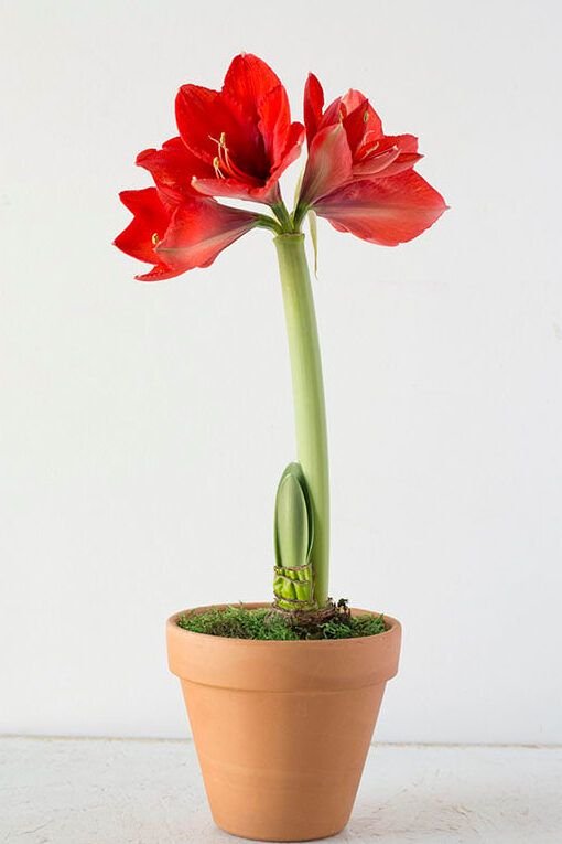 descubre las flores perfectas para tu huerto en casa