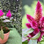 Descubre las maravillas de sembrar plantas sin flores en tu jardín: Guía completa de semillas