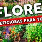Descubre las mejores flores para plantar en verano
