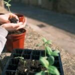 ¡Descubre las mejores plantas de temporada para cultivar en tu huerto urbano!