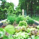 Descubre las Mejores Plantas de Temporada para tu Huerto Familiar