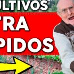 Descubre las mejores plantas para tu huerto casero