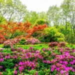 Descubre las mejores plantas para tu jardín pequeño