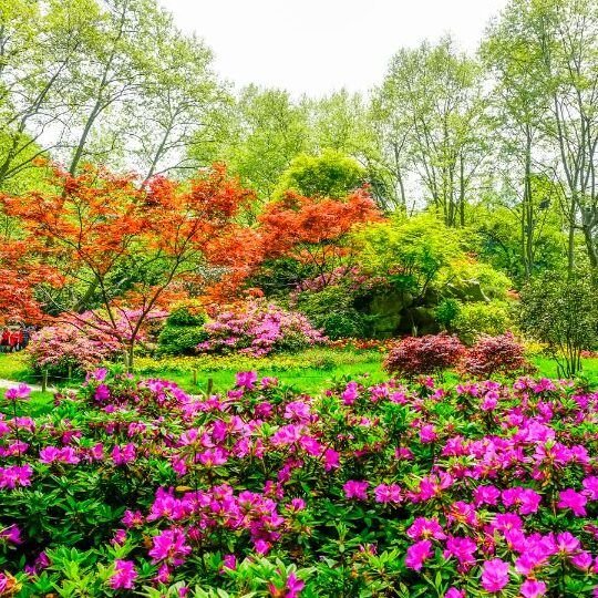descubre las mejores plantas para tu jardin pequeno