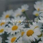 Descubre las mejores semillas de plantas para preparar tus propias infusiones de té