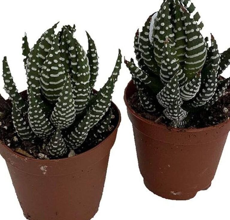 descubre las plantas ideales para sembrar en arena