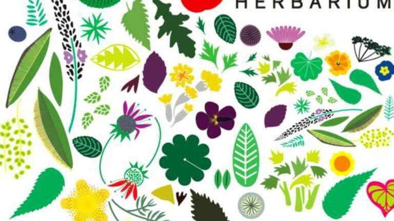descubre las propiedades curativas de las hierbas medicinales
