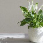 Descubre los árboles ornamentales que embellecerán tu jardín