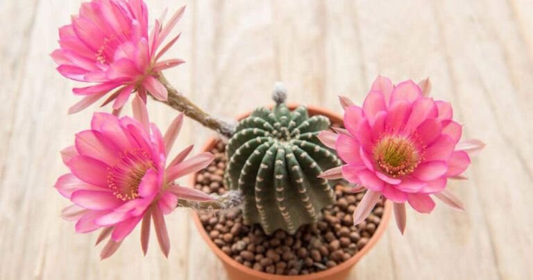 descubre los diferentes tipos de cactus y como cultivarlos adecuadamente