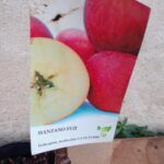 Descubre los mejores árboles frutales para Madrid