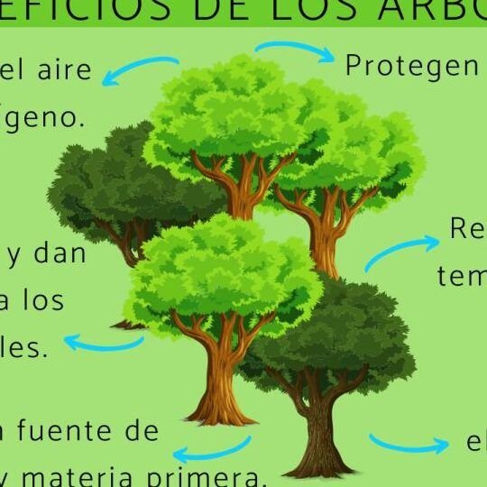 descubre los mejores arboles para tu hogar tips de plantacion