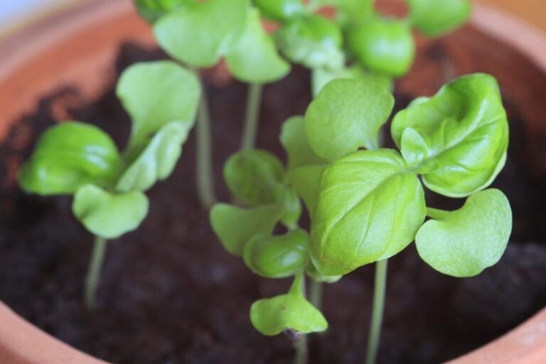 descubre los mejores kits de cultivo para tus plantas ornamentales en casa