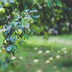 Descubre los mejores tipos de árboles frutales para climas fríos