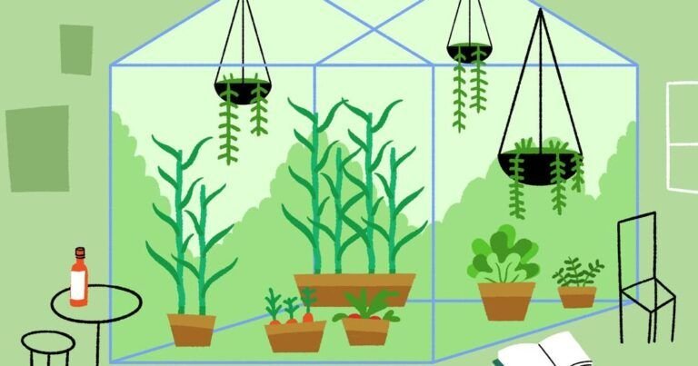 descubre los mejores tipos de plantas para cultivar en casa