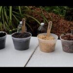 Cuatro recipientes transparentes con diferentes sustratos y etiquetas de madera sobre una mesa al aire libre, Descubre los secretos para plantar chirimoyas en tu propio jardín ¡Aprende paso a paso!