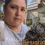 ¡Descubre los secretos para plantar Echeverias Lola con éxito!