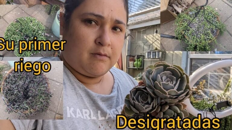 ¡Descubre los secretos para plantar Echeverias Lola con éxito!