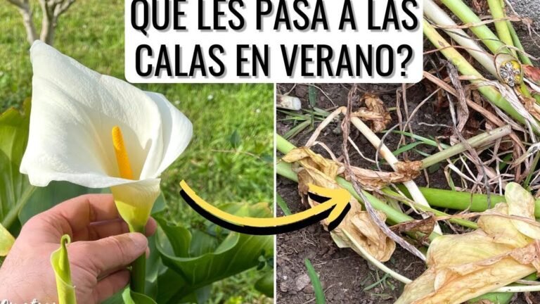 ¡Descubre los secretos para plantar lirios de la paz como un experto!