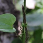 Descubre paso a paso cómo plantar espinacas Malabar en tu jardín