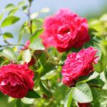 ¡Descubre qué cultivos prosperan en tierra roja!