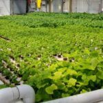 Descubre qué plantas son ideales para acuaponia